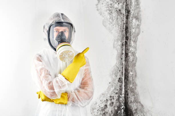 Why You Should Choose Our Mold Remediation Services in Grissom Af, IN